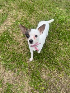 A small white dog with large ears stands on green grass, wearing a pink collar.