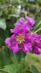 Close-up of a vibrant purple flower with ruffled petals and a light center with yellow stamens.
