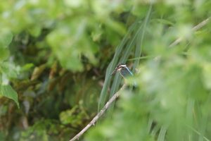 Seen through green leaves, a Common Kingfisher perches on a branch among green foliage.
