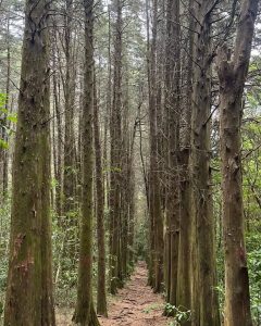 A narrow path runs through a forest of tall, slender trees, with straight trunks on both sides and green vegetation surrounding the trail.