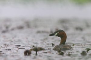 A close-up photograph captures a Little Grebe swimming on calm, grey water in a rainy day. The background is softly blurred with floating vegetation.
