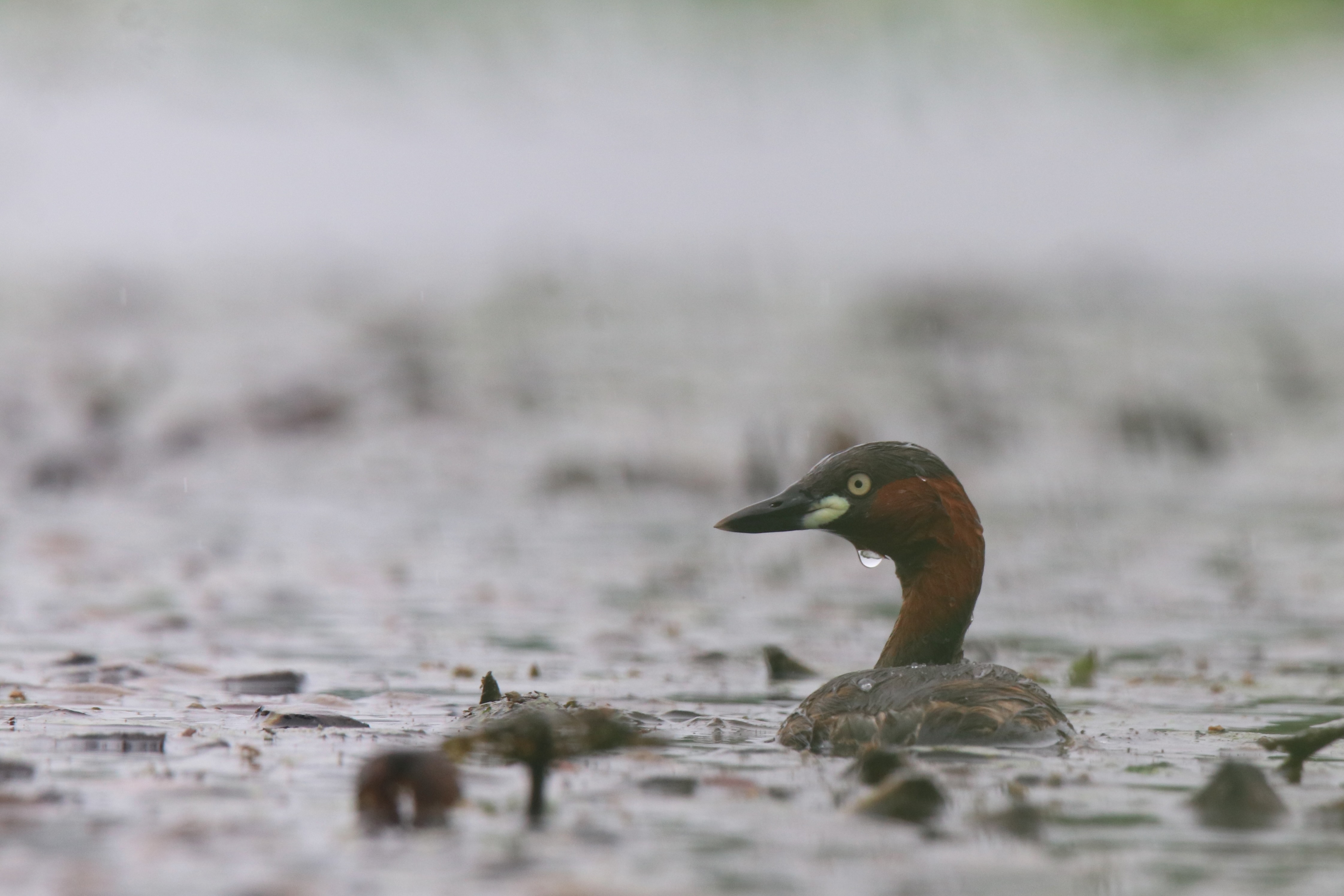 A close-up photograph captures a Little Grebe swimming on calm, grey water in a rainy day. The background is softly blurred with floating vegetation.