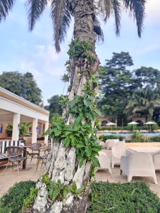 A palm tree trunk covered with climbing plants in the foreground, with a swimming pool and resort seating area in the background.