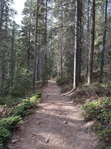 A narrow dirt trail winds through a quiet evergreen forest in Canmore, bordered by low shrubs, rocks, and exposed roots. Tall pine trees rise on both sides, casting soft shadows across the path. 