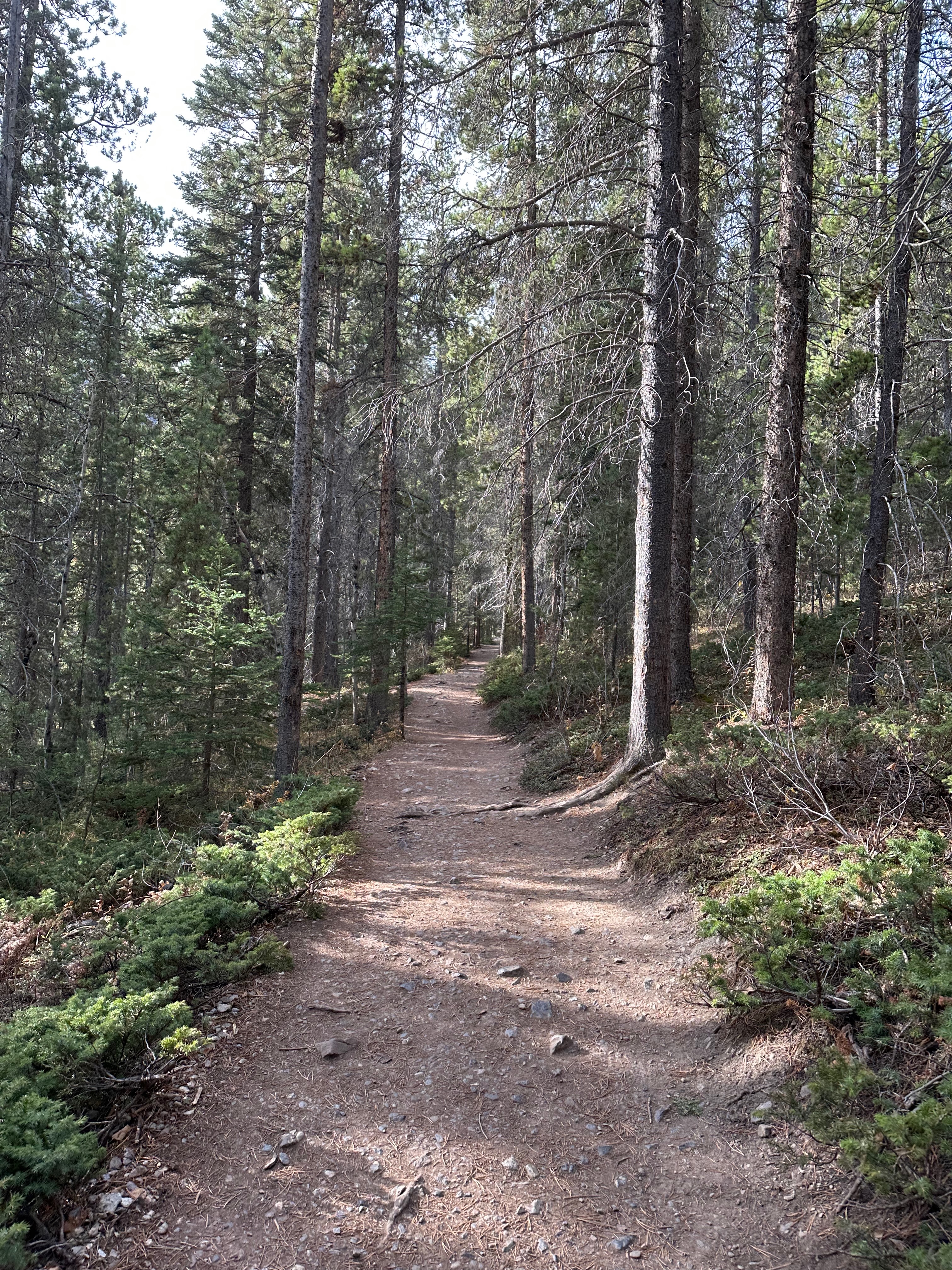 A narrow dirt trail winds through a quiet evergreen forest in Canmore, bordered by low shrubs, rocks, and exposed roots. Tall pine trees rise on both sides, casting soft shadows across the path.