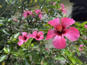 Bright pink hibiscus flowers in full bloom with broad petals, deep red centers, and prominent stamens, surrounded by lush green leaves. Additional blossoms and tropical foliage in the background add depth to the vibrant garden setting.