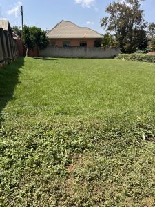 A well-maintained green lawn in a residential neighborhood with a single-story house, boundary wall, and mature trees in the background. 