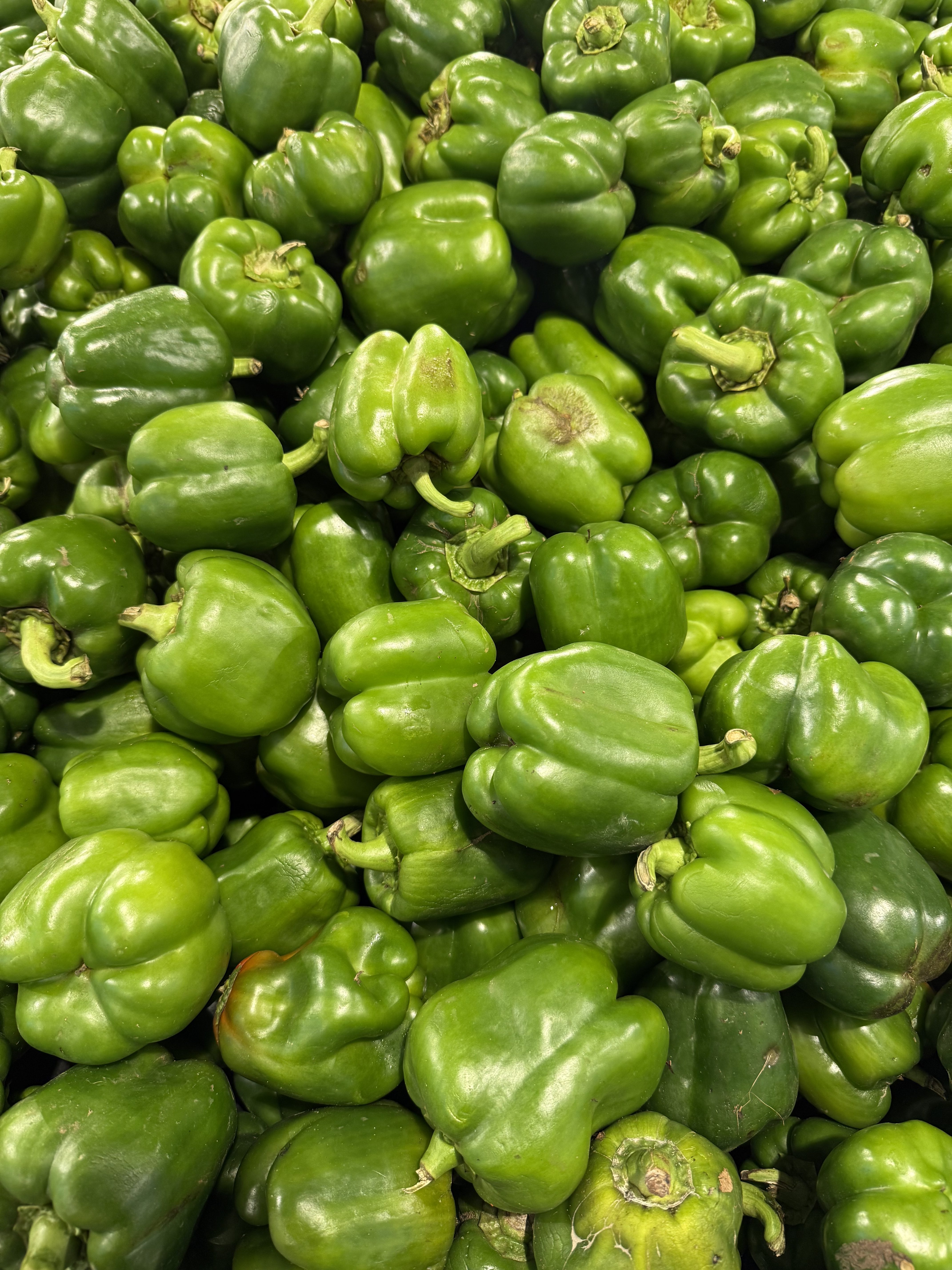 A close-up view of a large pile of fresh green bell peppers (Capsicum), showcasing their glossy, smooth skin. The peppers vary slightly in size and shape, with some being more rounded and others having a slightly angular appearance. They are densely packed together, creating a vibrant green mass, with a few peppers exhibiting small imperfections or wrinkles.