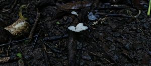 Small white mushroom with a lobed cap growing from dark wet soil and decaying plant material.