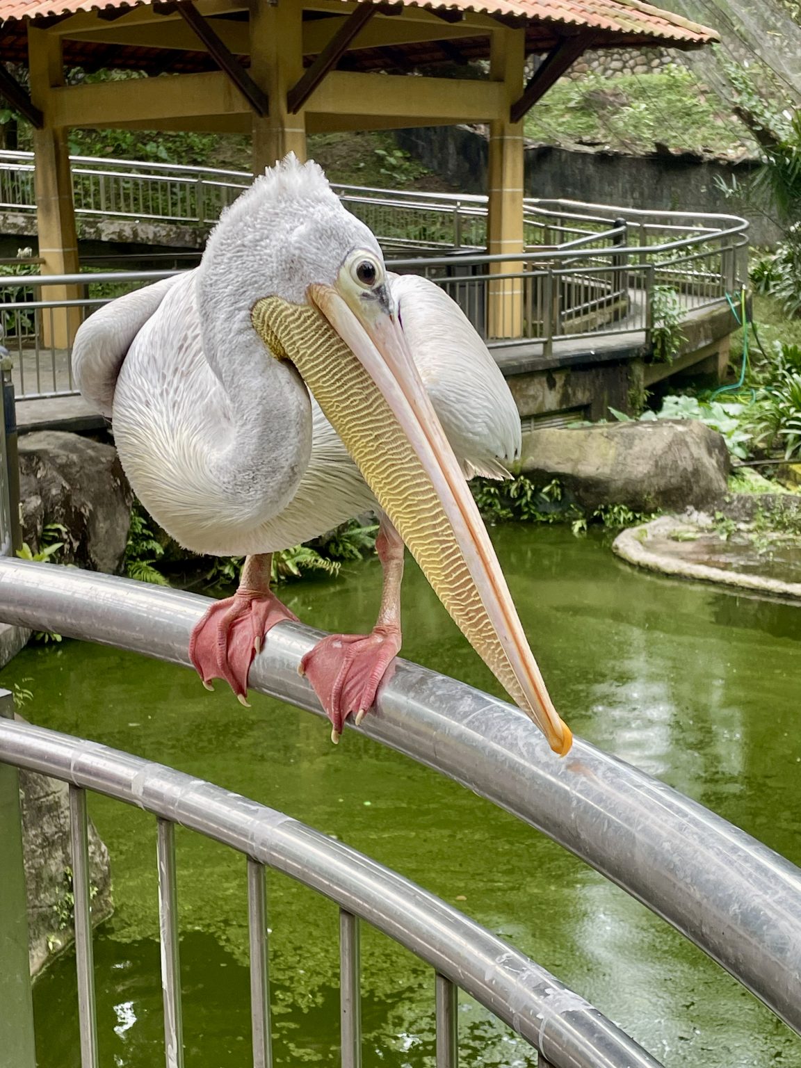 A great white pelican perches on a railing beside a pond, displaying its huge bill, large throat pouch, and gentle expression. The close-up captures its impressive size and fine feather details. Captured in Kuala Lumpur Bird Park, Malaysia.