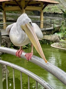 A great white pelican perches on a railing beside a pond, displaying its huge bill, large throat pouch, and gentle expression. The close-up captures its impressive size and fine feather details. Captured in Kuala Lumpur Bird Park, Malaysia.