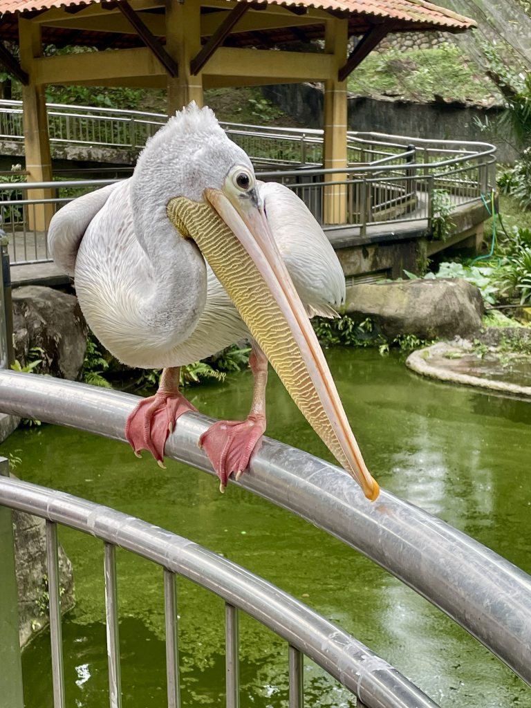 A great white pelican perches on a railing beside a pond, displaying its huge bill, large throat pouch, and gentle expression. The close-up captures its impressive size and fine feather details. Captured in Kuala Lumpur Bird Park, Malaysia.