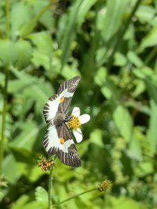 A butterfly with stunning wings is perched on a small white flower. Its wings are primarily light blue with black stripes and orange accents near the edges.
