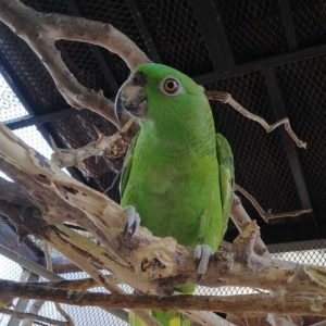 A green parrot perched in a branch looking down into the camera