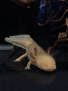 
A pale, aquatic creature resembling a small salamander, with a rounded head and a smooth, elongated body