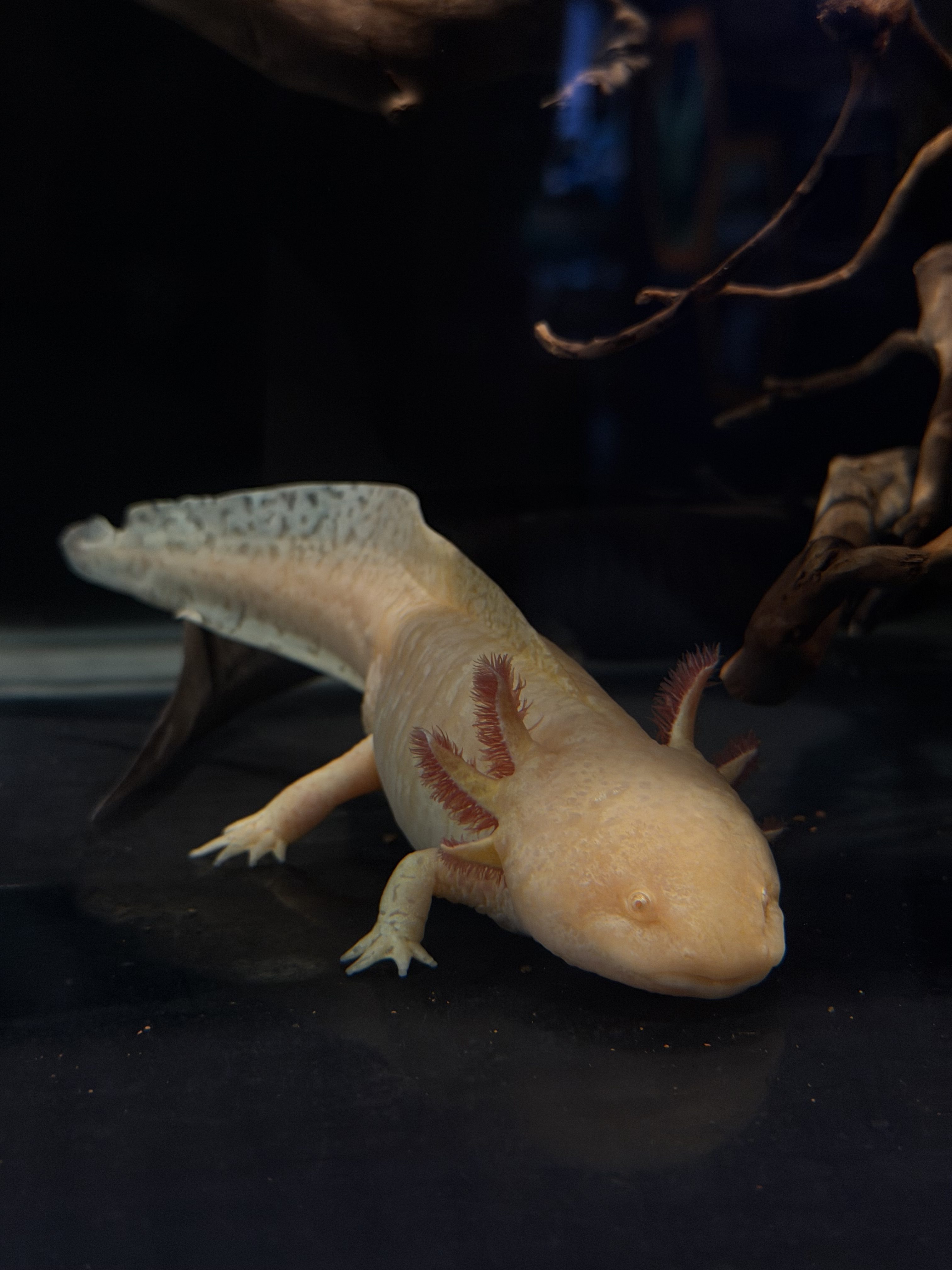 A pale, aquatic creature resembling a small salamander, with a rounded head and a smooth, elongated body
