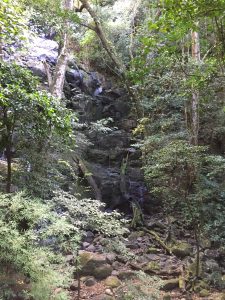 Small waterfall flowing through a lush green forest with rocks and trees.