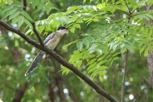 An Azure-winged Magpie with black crown, brown back, pale gray belly, and powder-blue wings and tail perched on a branch among lush green foliage.
