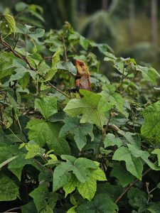 A colorful Oriental garden lizard (Calotes versicolor) rests quietly among lush green leaves, blending beautifully with its natural surroundings. Its bright orange head and textured scales stand out against the greenery, creating a striking wildlife scene. Captured in Chettikadavu, Kozhikode, Kerala.
