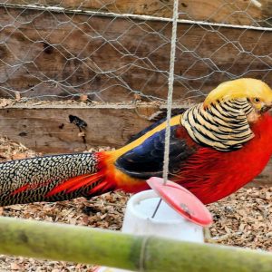 A colorful bird with a yellow crest, black-striped neck, orange-red body, and long speckled tail standing in a fenced area.
