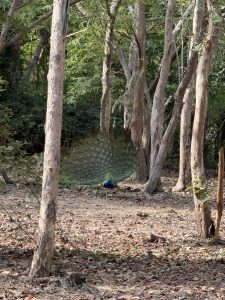 Peacock displaying its colorful tail feathers in a forest.
