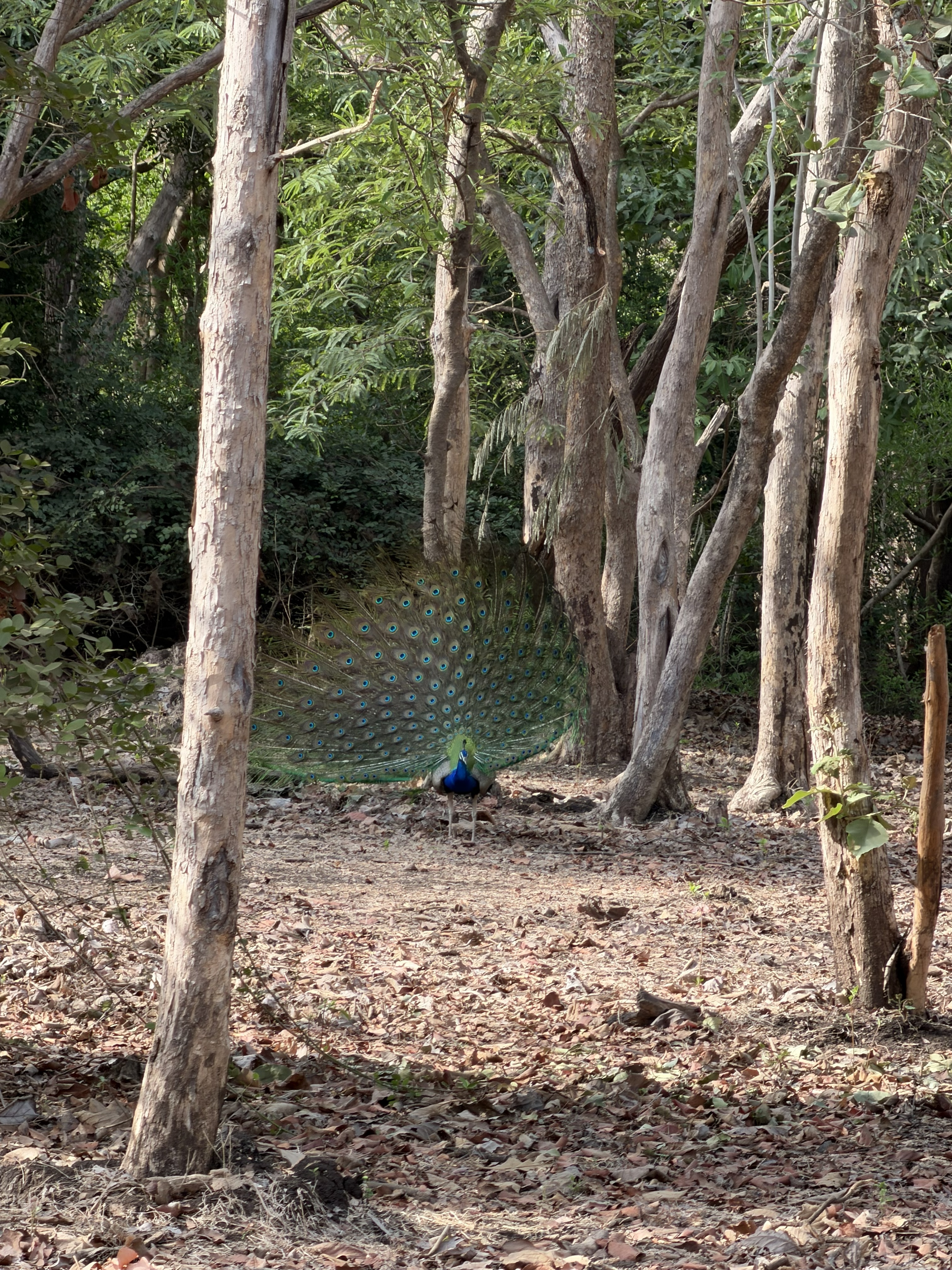 Peacock displaying its colorful tail feathers in a forest.