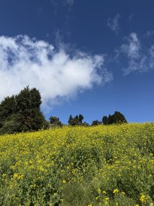 
Bright yellow flowers blooming in Cartago, Costa Rica.