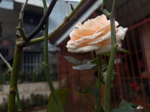 Close-up of a delicate peach-colored rose covered with raindrops, growing among green stems and leaves in a residential garden.
