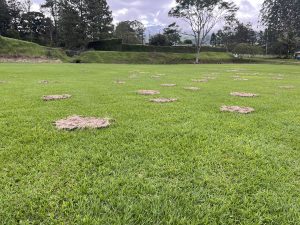
A vibrant green expanse of grass covers the ground, dotted with irregularly shaped patches of light brown material, which is likely leftover grass clippings or compost.
