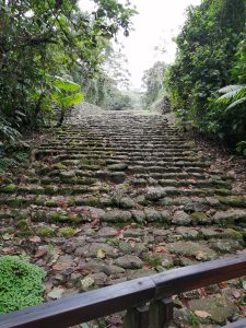 
A winding stone pathway leads upward through dense greenery.