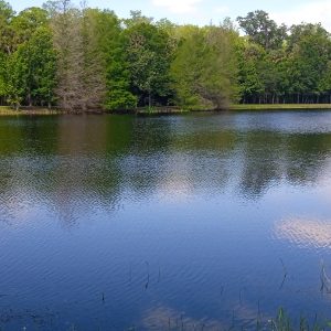 A lakeside scene with calm waters reflecting a mix of leafy green trees and a few bare trunks in the background. The water surface is slightly rippled, creating gentle patterns. The greenery varies in shades, indicating a lush landscape, while a few clouds can be seen in the blue sky above. 