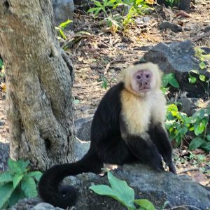 Panamanian White-faced Capuchin looking curiously at the camera