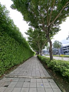 Low-angle prospective view of a paved stone pedestrian walkway lined with a tall green hedge on the left and leafy shade trees with low bushes on the right along a city street.