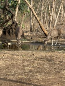 Two deer drinking from a water pool while a peacock perches on a nearby tree.
