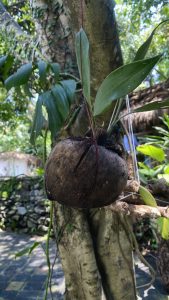 
A young orchid growing in a coconut shell planter.