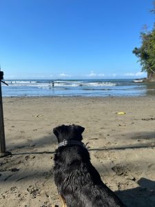 A black dog resting on the sand by the sea.
