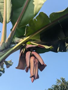 A cluster of ripe bananas hangs from a large banana plant, nestled among broad green leaves
