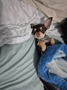 Small black and brown puppy resting on a bed, partly covered with a blue blanket and looking at the camera.