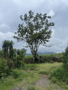 A tall, leafy tree stands prominently in the center of the scene, its branches stretching outward. 