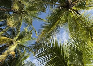 A vibrant blue sky overhead, framed by lush green palm trees.
