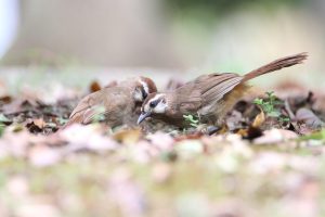 Two brown birds are searching for food on a forest ground covered with fallen leaves and small green plants. Two birds are facing each other with the bird closer to the camera is blocking part of the face of the other bird.
