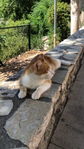 Fluffy white and orange cat resting on a stone wall in the sunlight, surrounded by greenery.