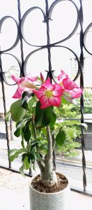 A potted plant with vibrant pink flowers sits on a balcony, set against a decorative wrought iron railing with an urban backdrop.