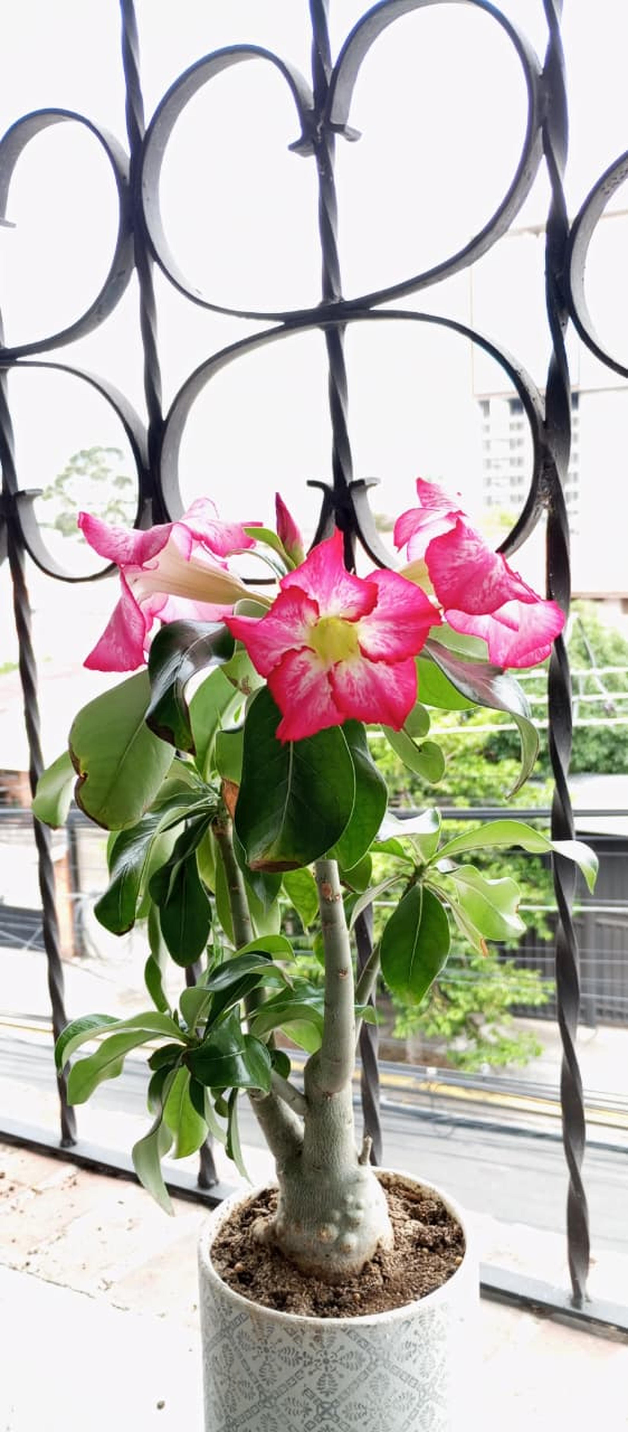 A potted plant with vibrant pink flowers sits on a balcony, set against a decorative wrought iron railing with an urban backdrop.