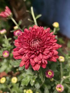 A bright red chrysanthemum in full bloom, surrounded by green leaves and smaller flower buds. The sharp petals and blurred background make the main flower stand out beautifully. Location: Pantheerankavu, Kozhikode, Kerala.