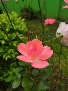 A vibrant pink rose blooms prominently in the foreground, showcasing its soft, multi-layered petals that radiate outward. 