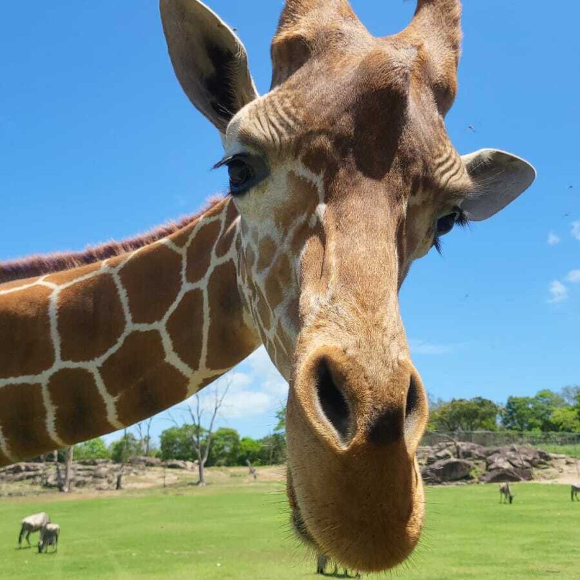 A giraffe peeking through a car window.