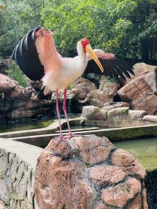 A beautiful painted stork stands on a rock with its wings fully spread, showing its striking black, white, and pink feathers. The lush greenery and water create a natural setting. Captured in Kuala Lumpur Bird Park, Malaysia.