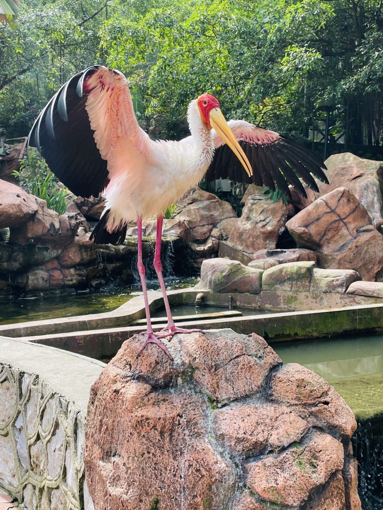 A beautiful painted stork stands on a rock with its wings fully spread, showing its striking black, white, and pink feathers. The lush greenery and water create a natural setting. Captured in Kuala Lumpur Bird Park, Malaysia.