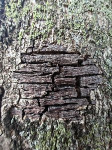 Macro photo of tree bark texture.
